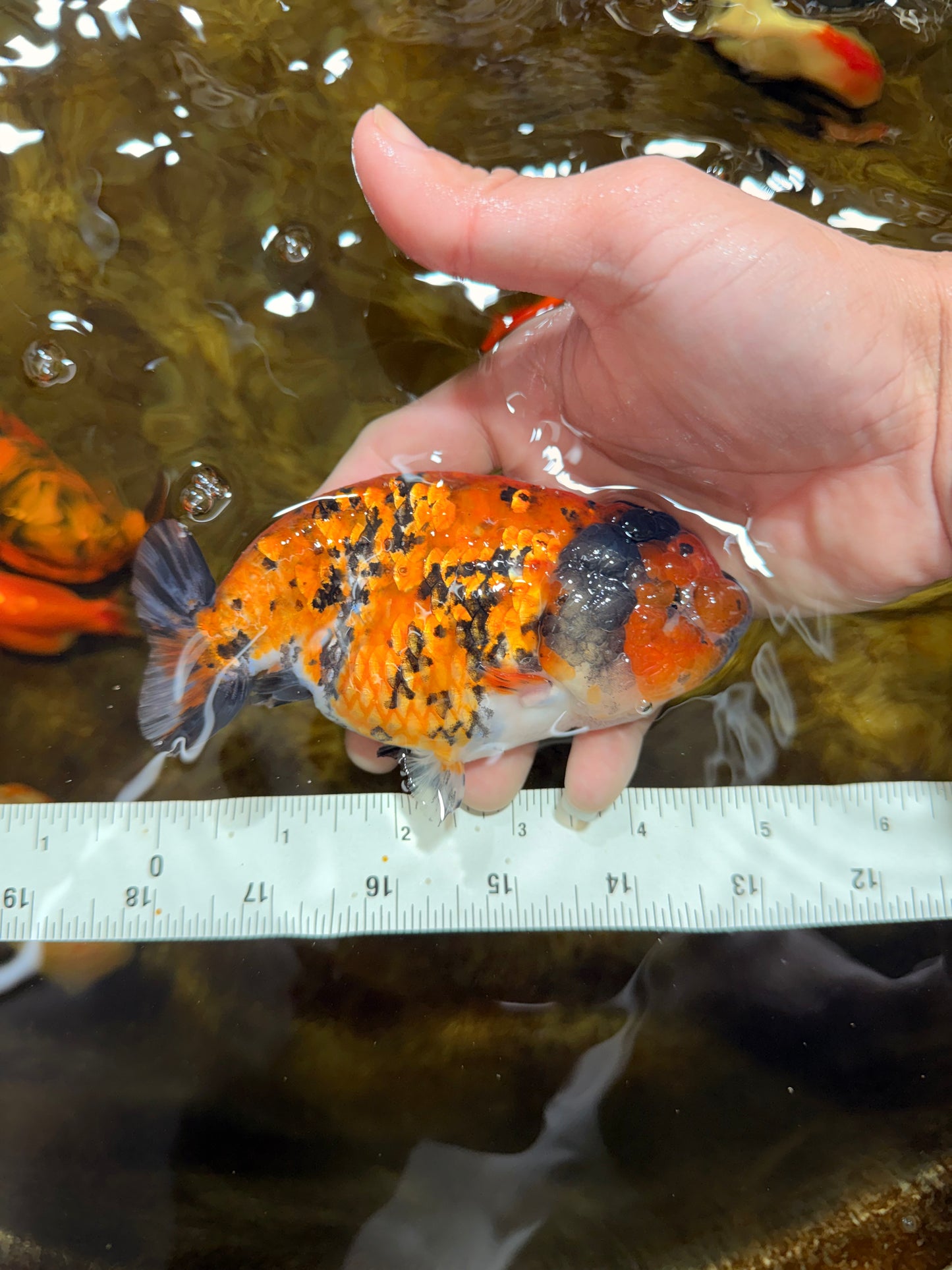 Tiger LionChu Female 5 inches #112825LC_14