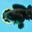 TOOTHLESS A Grade Black Yuanbao Male 4.5 inches #101725YB_32