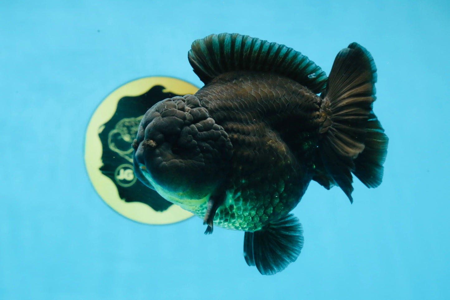 TOOTHLESS A Grade Black Yuanbao Male 4.5 inches #101725YB_32