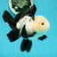 A Grade Cheeky Panda Button Eyes  Oranda Male 4.5 inches #111524OR_24