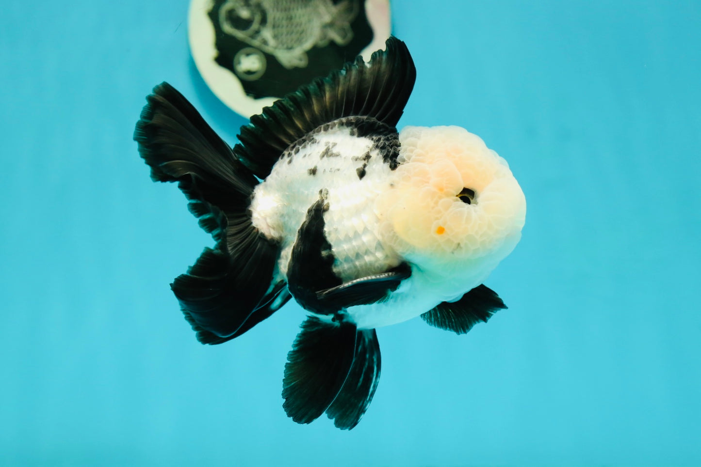 A Grade Cheeky Panda Button Eyes  Oranda Male 4.5 inches #111524OR_24