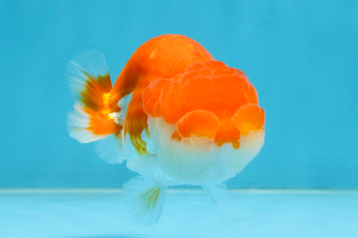 A Grade Red White LionQueen 4 inches #112125LC_12