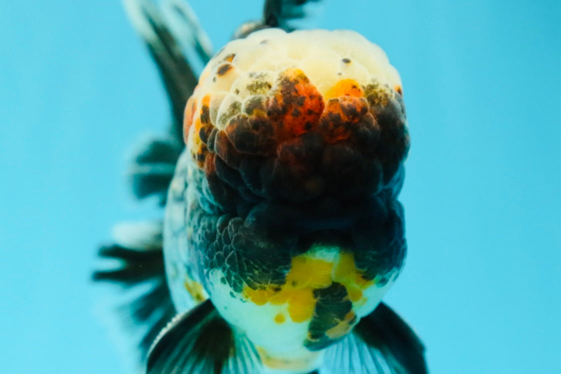 JUMBO AAA Grade Godzilla Jade Head Blue Kirin Oranda Male 6.5-7 inches #030626OR_08