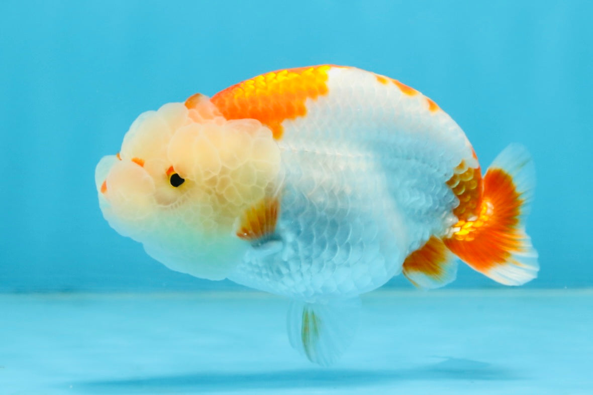 ADORABLE AAA Grade Red White LionQueen 4 inches #102425LC_16