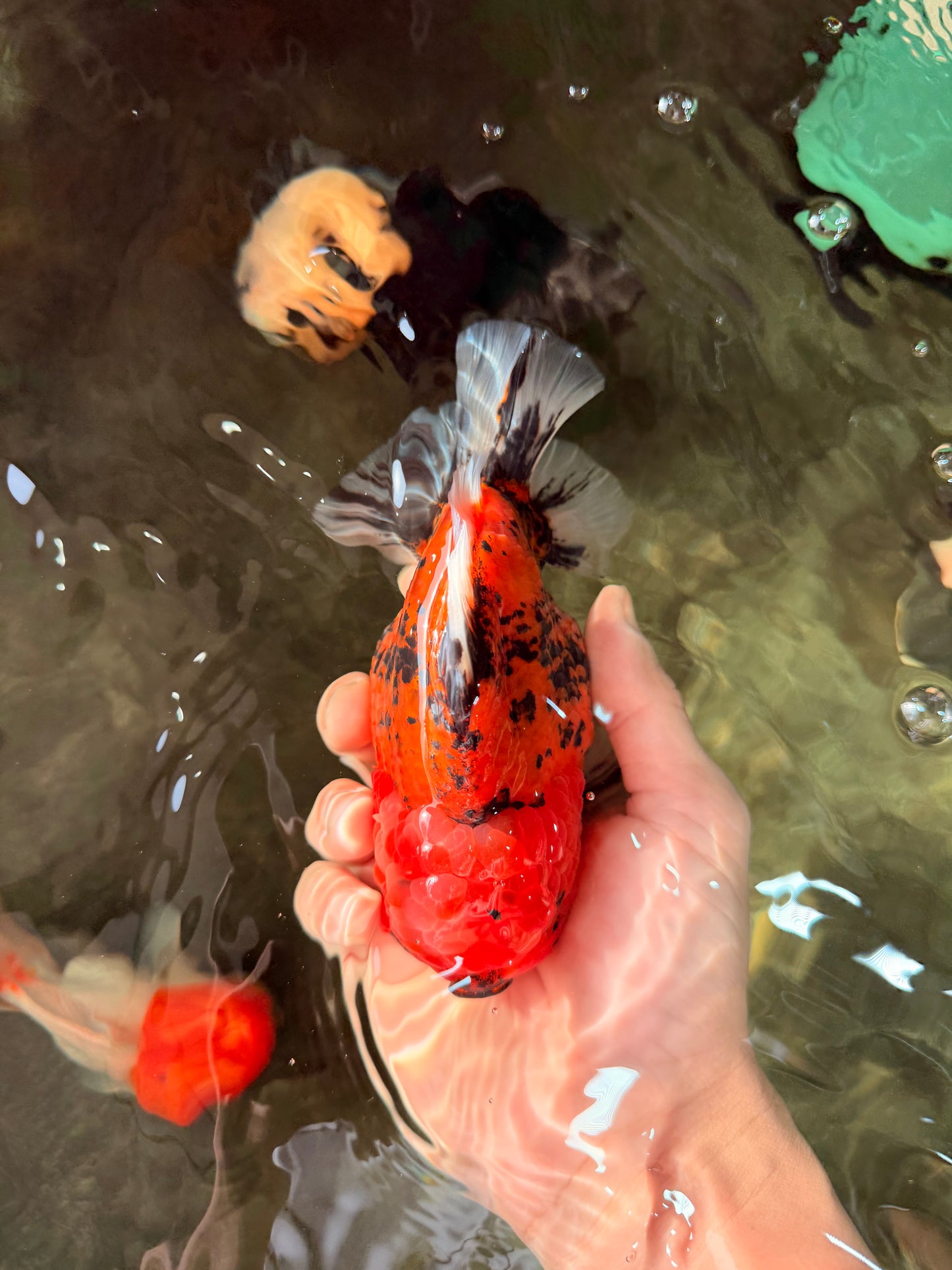 AAA Grade Godzilla Tiger Yuanbao Male 5-5.5  inches #031326YB_21