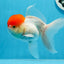 Oranda femelle à calotte rouge de catégorie A, 5 pouces #0913OR_15