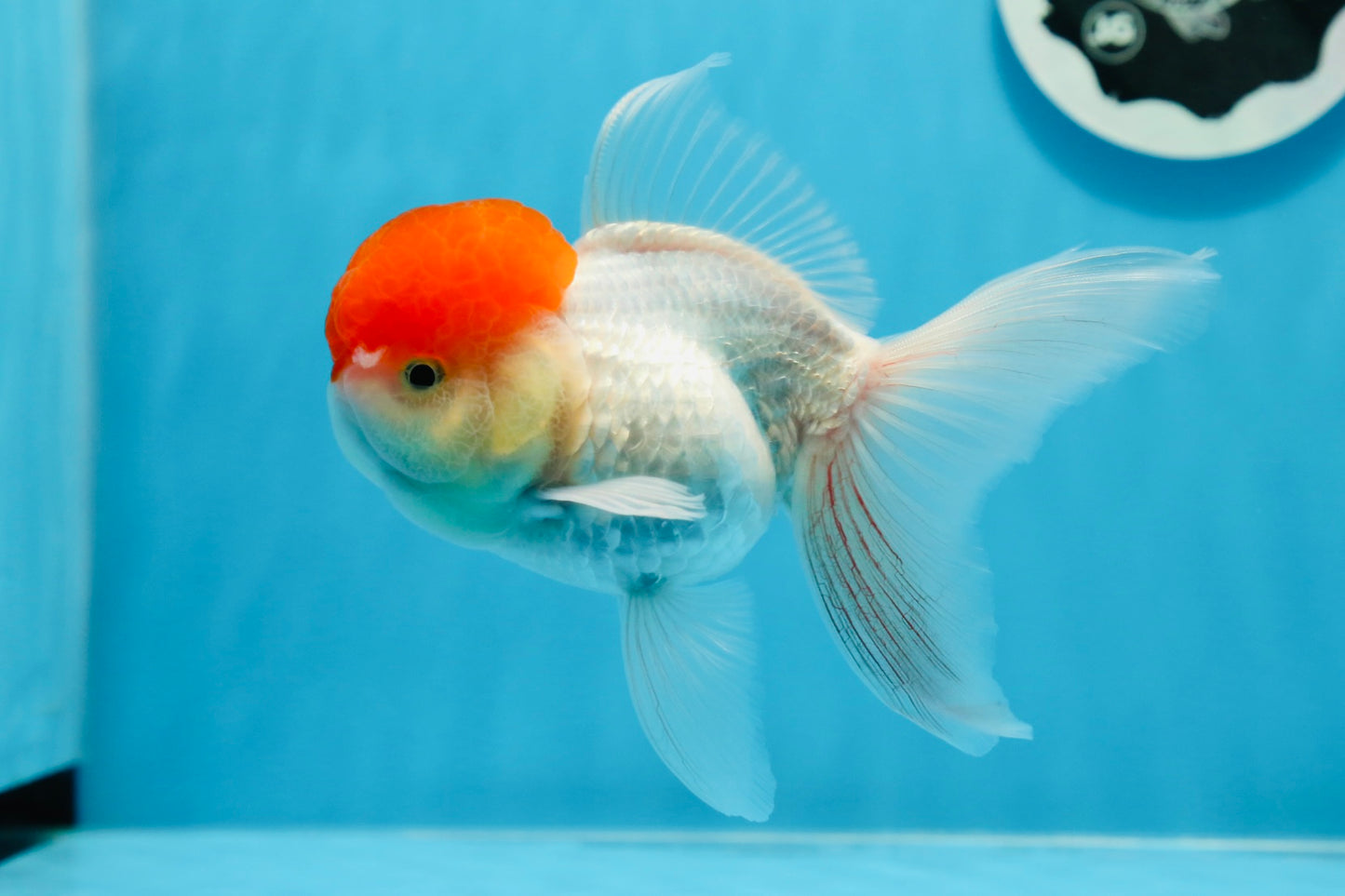 Oranda hembra de gorra roja de grado A, 5 pulgadas, n.° 0913OR_15