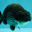 A Grade Blue Ranchu Male 5 inches #072426RC_36