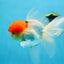MARIO Red Cap Oranda Male 5-5.5 inches #072525OR_15