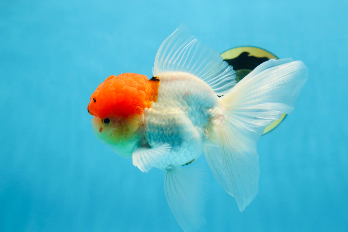 MARIO Red Cap Oranda Male 5-5.5 inches #072525OR_15