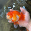 AAA Grade THICK BODY Red White Oranda Male 5.5 inches #082225OR_14