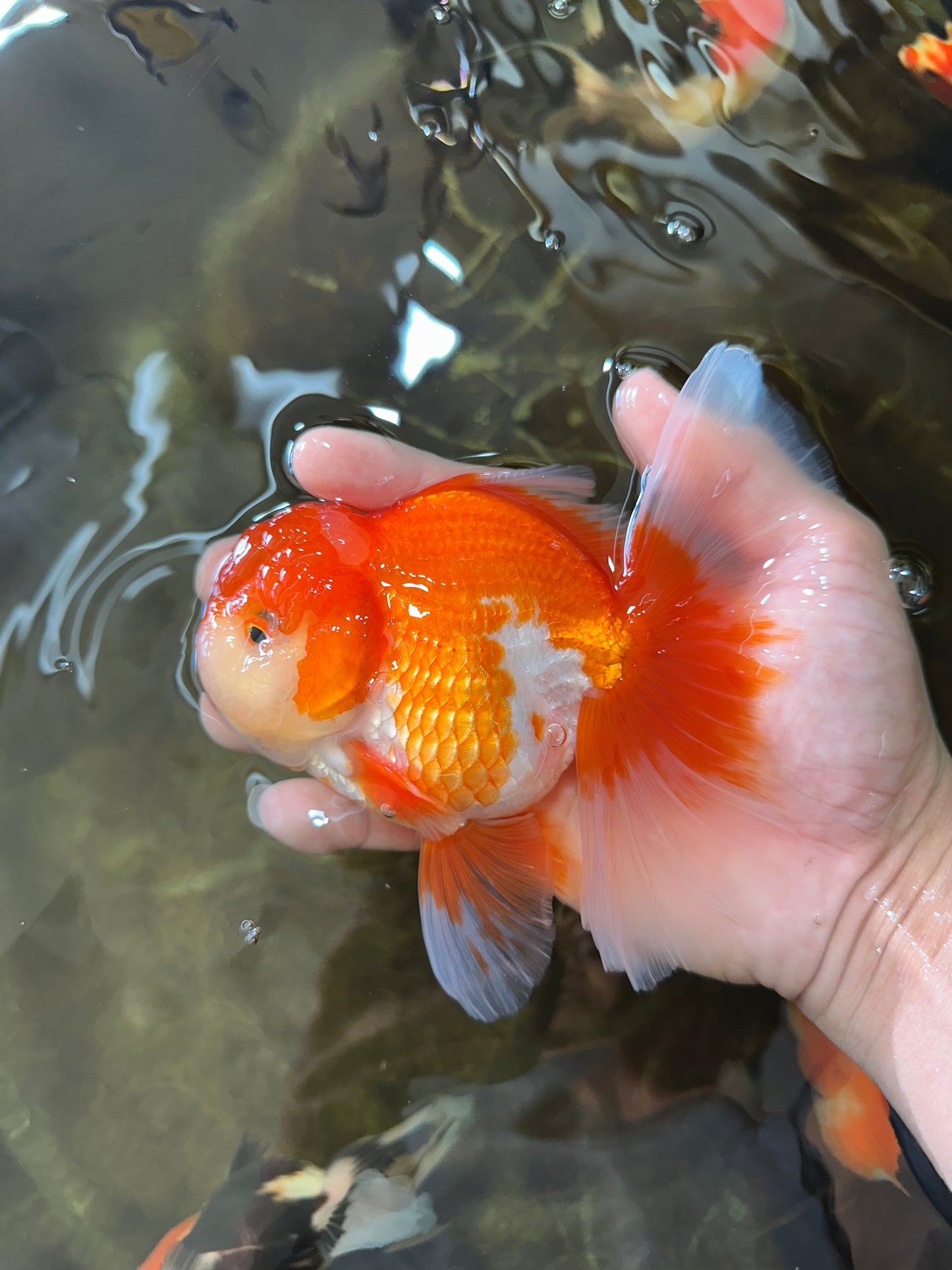 AAA Grade THICK BODY Red White Oranda Male 5.5 inches #082225OR_14