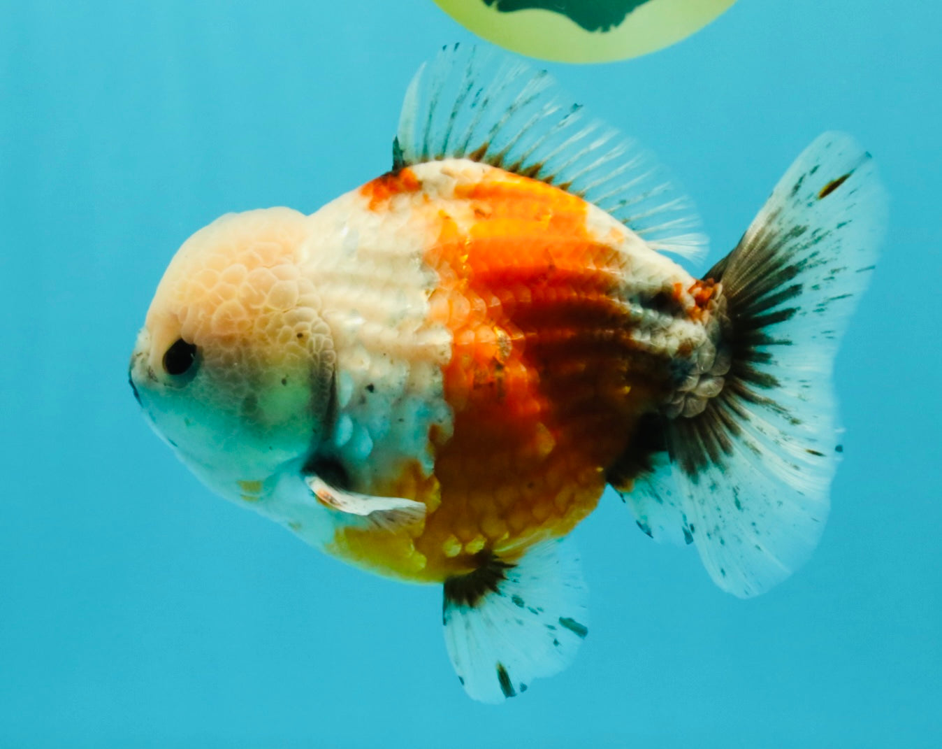 A Grade Sakura Yuanbao Male 5.5 inches #032026YB_23