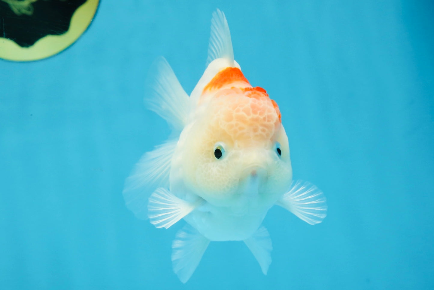 A Grade Sakura Yuanbao Female 4 inches #103125YB_07