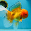 AAA Grade Orange Oranda Male 6.5 inches #062725OR_16
