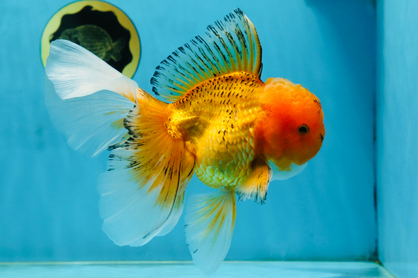 AAA Grade Orange Oranda Male 6.5 inches #062725OR_16