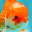 A Grade Red White Oranda Male 5.5  inches #073126OR_10
