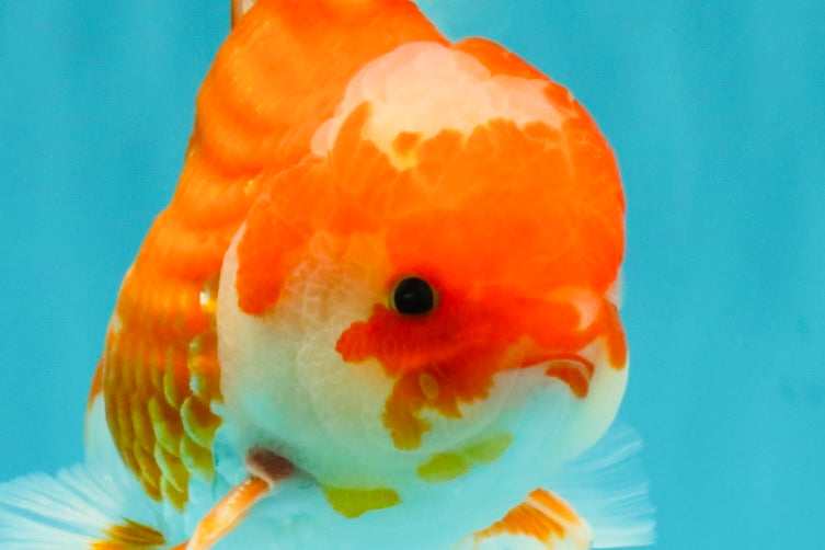 A Grade Red White Oranda Male 5.5  inches #073126OR_10