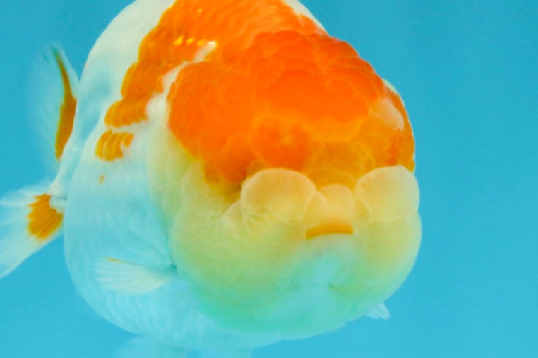 AAA Grade Dragon Head Kohaku Red White LionKing 4-4.5 inches #022726LC_29