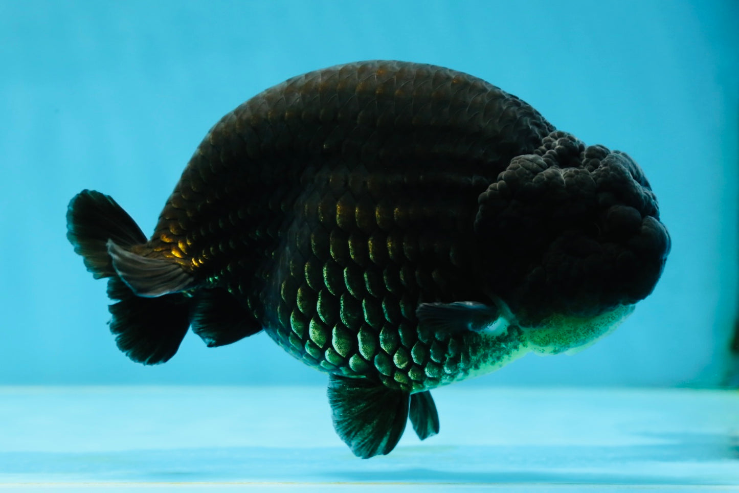 AAA Grade Strong Body Structure Godzilla Black LionKing 5-5.5 inches #051625LC_09