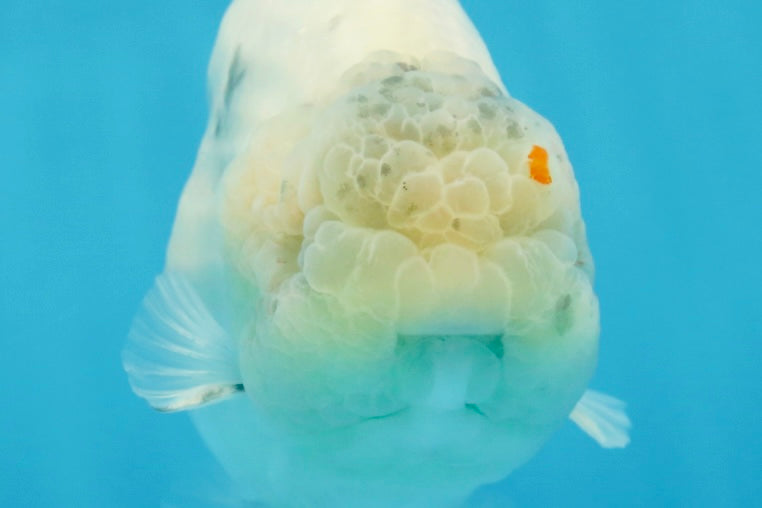 A Grade Marble LionKing 5 inches #071125LC_05