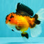 AAA Grade Apache Oranda Female 5.5-6 inches #071026OR_26