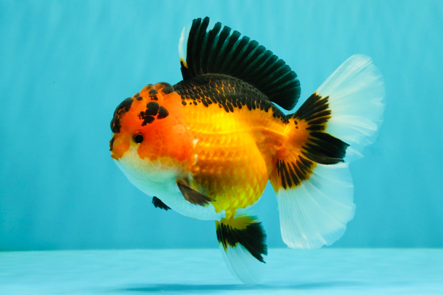 AAA Grade Apache Oranda Female 5.5-6 inches #071026OR_26