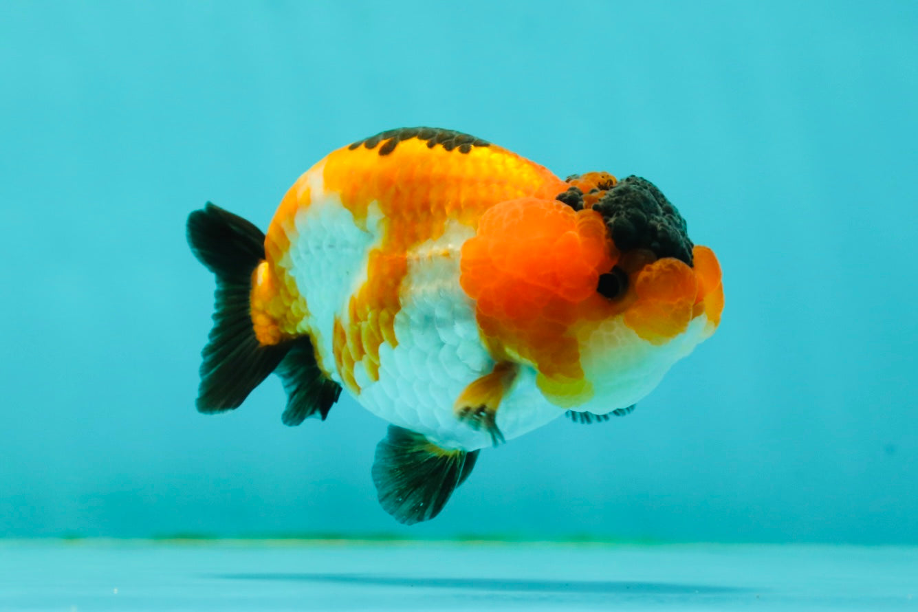 VERY Special Nugget Tricolor Lionchu Male 3.5 inches #1018LC_05