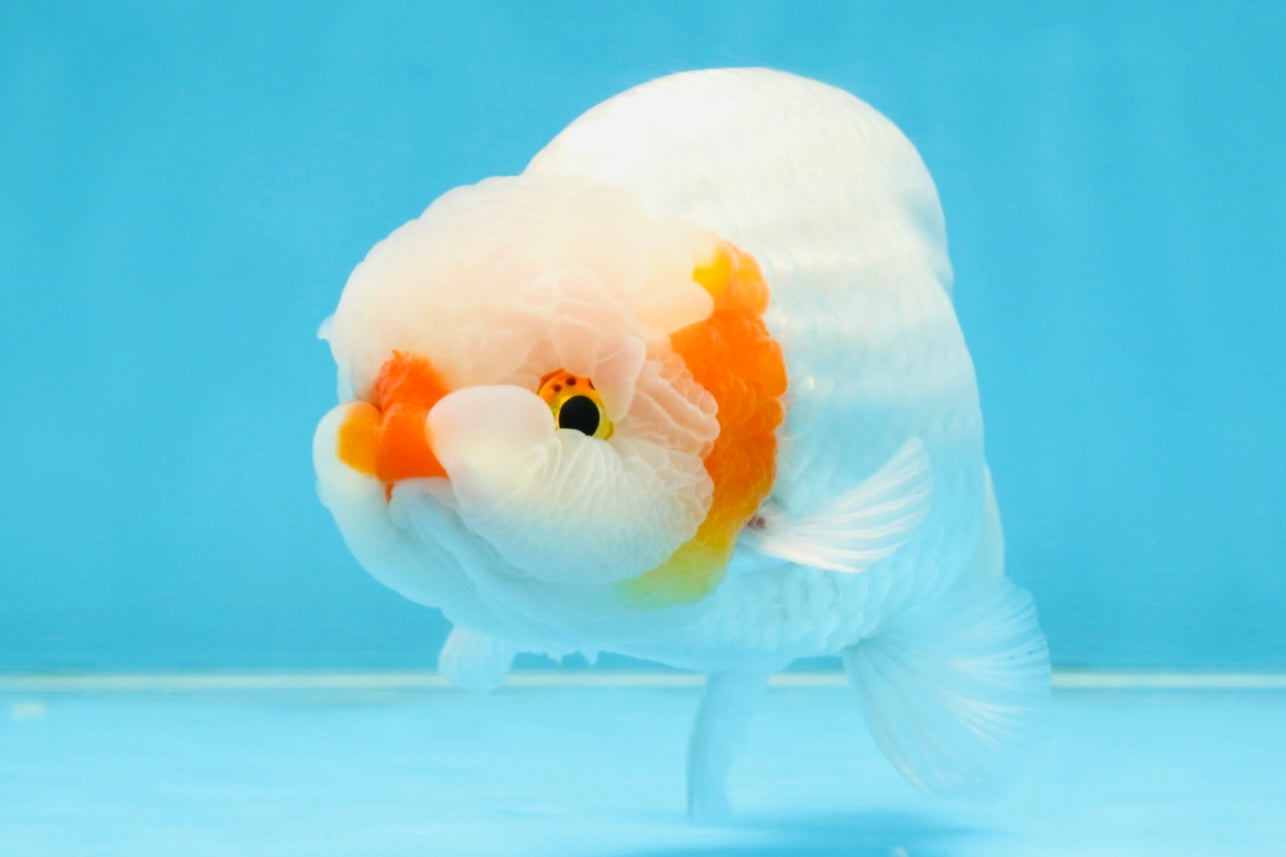 A Grade Red White LionKing 5-5.5 inches #112125LC_03