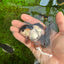 Panda Oranda Female 3.5 inches #1004OR_24