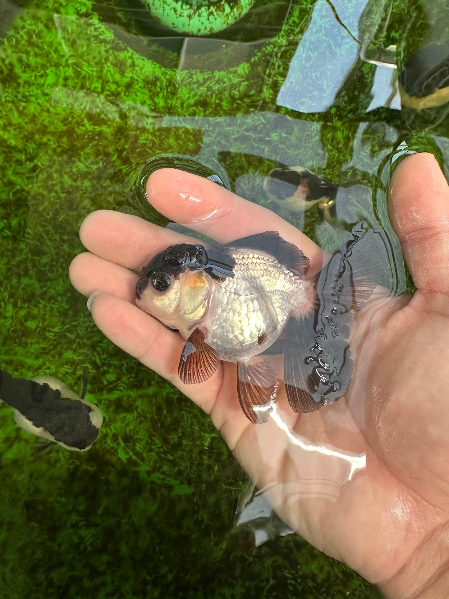 Panda Oranda Female 3.5 inches #1004OR_24