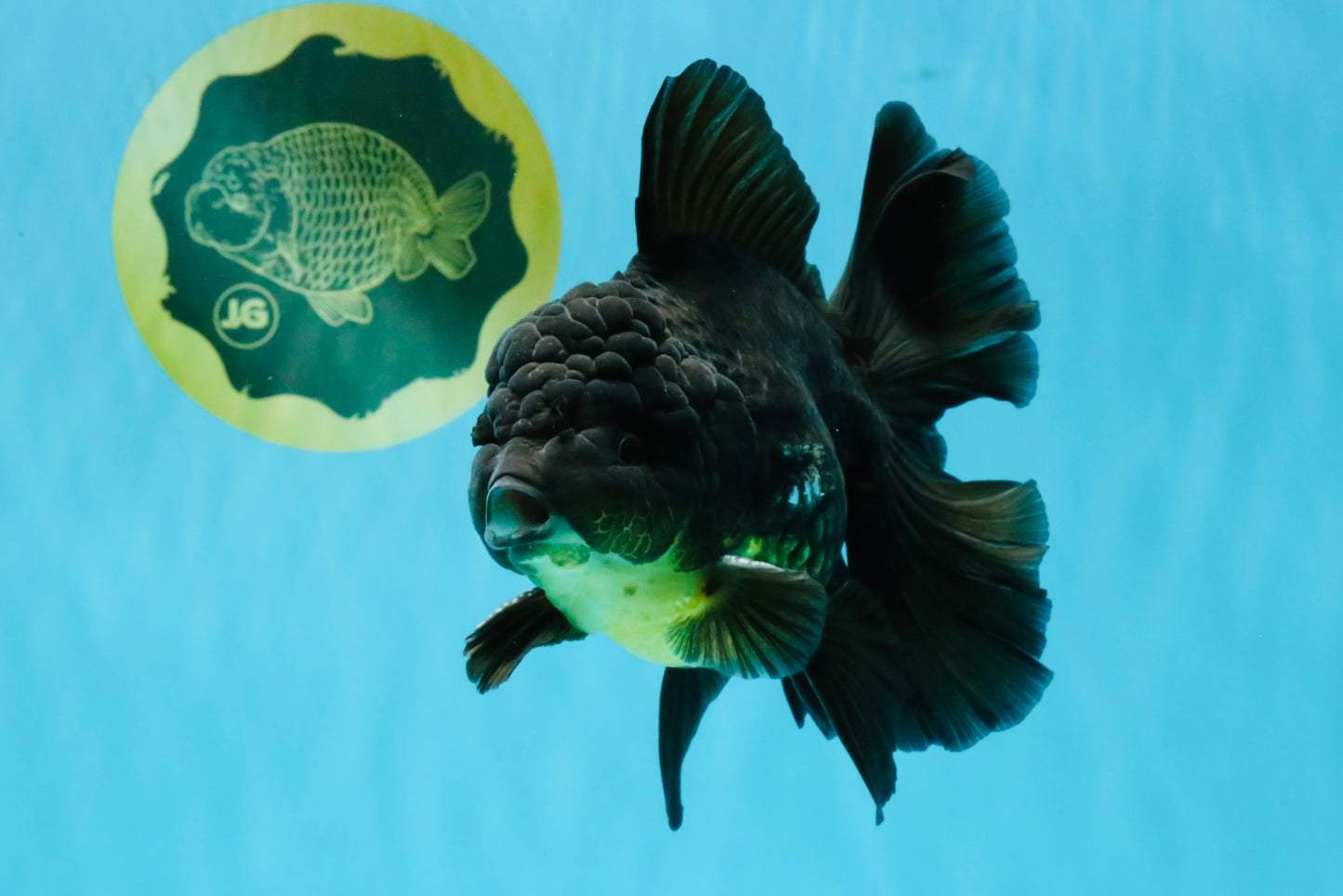 Apache Oranda Male 5.5-6 inches #040326OR_08