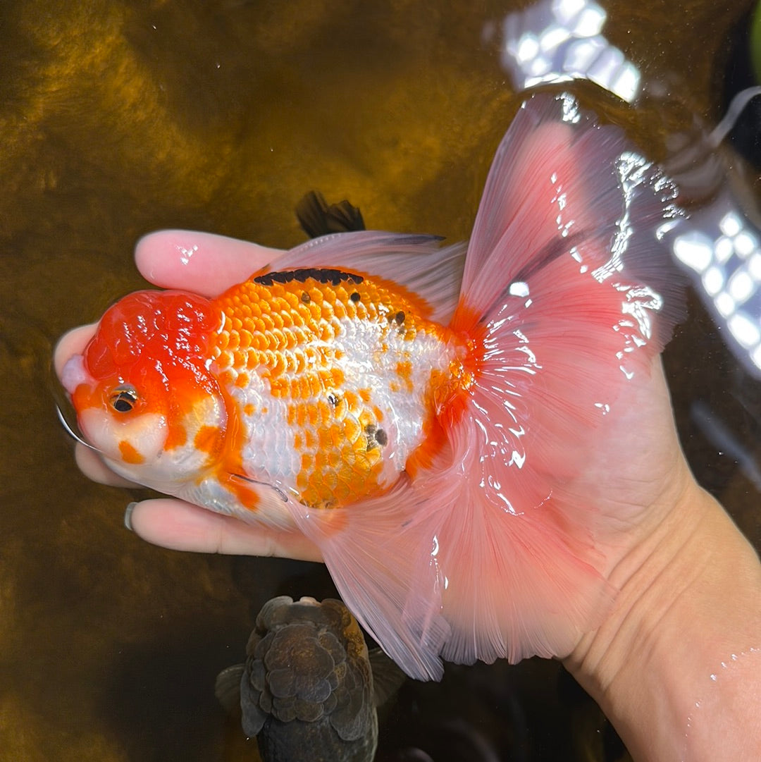 RARE A Grade Pompoms Red White Butterfly Jumbo Oranda Male 6