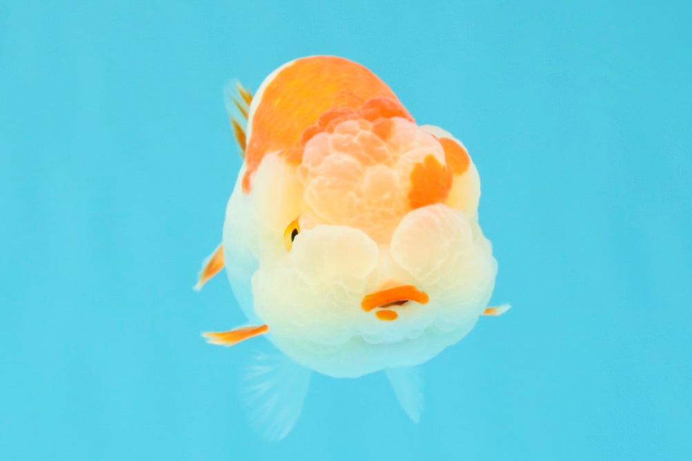 A Grade Kohaku Red White LionQueen 4-4.5 inches #031326LC_10