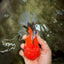 A Grade Tricolor Oranda Female 6 inches #082126OR_10
