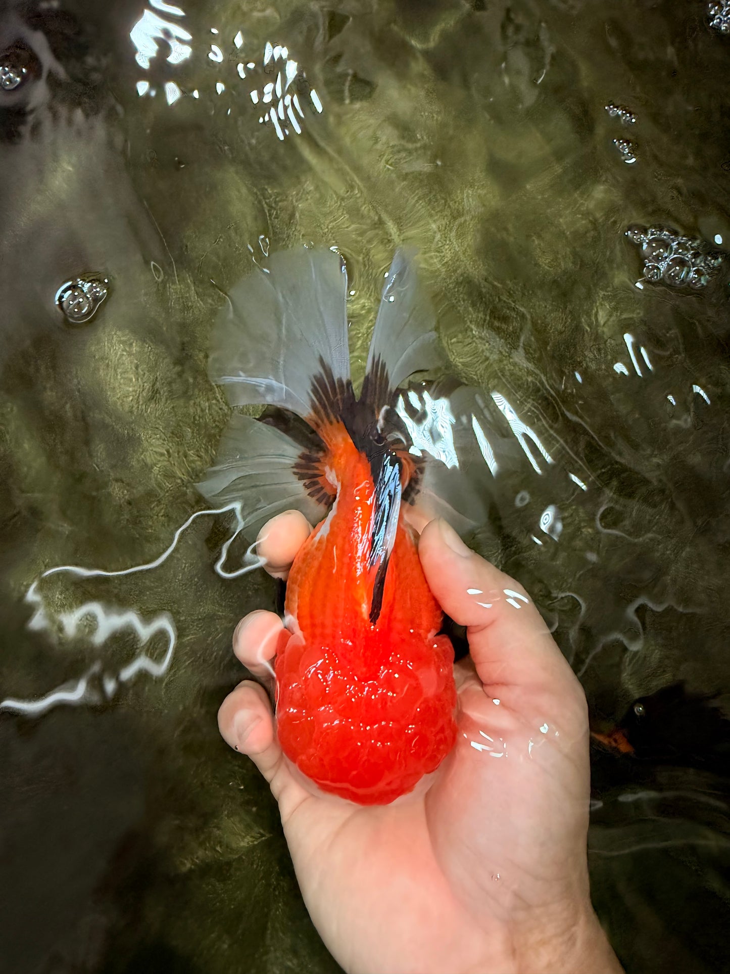 A Grade Tricolor Oranda Female 6 inches #082126OR_10