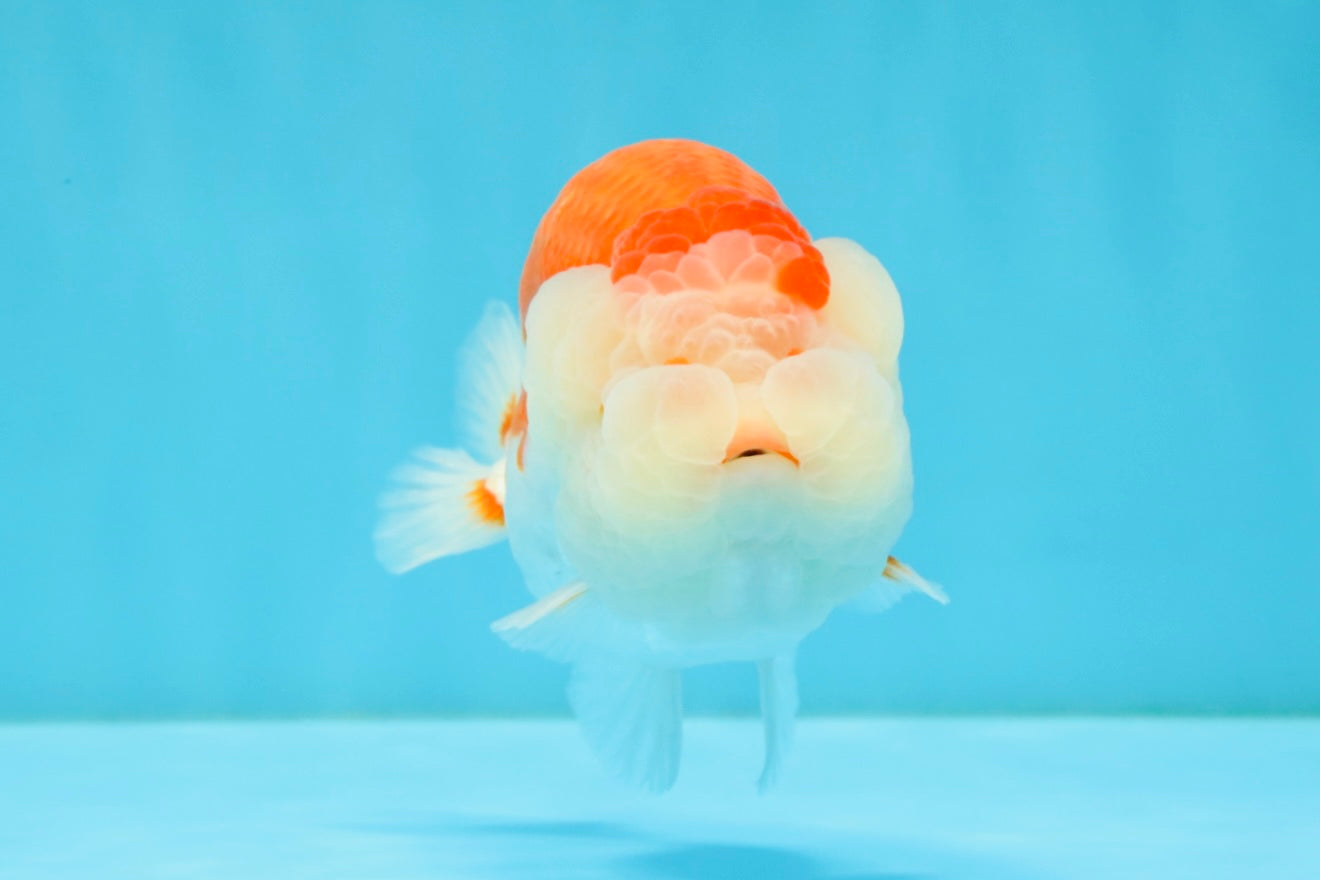 ADORABLE A Grade Red White LionKing 5 inches #032726LC_23