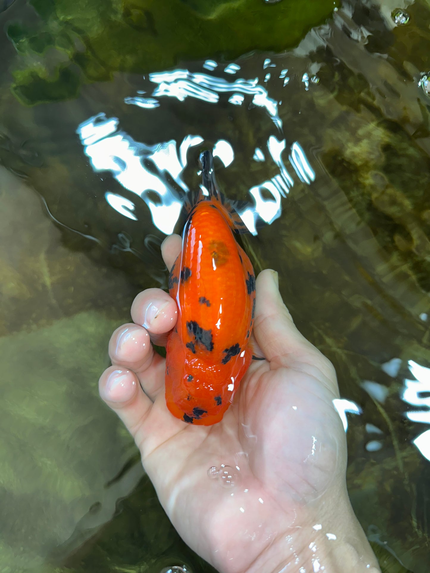 AAA Grade Tiger LionQueen 4.5 inches #053025LC_04