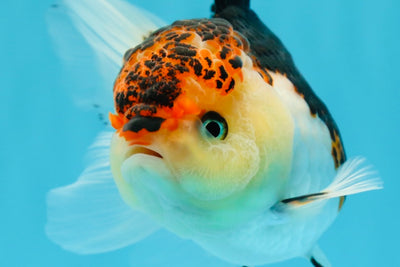 Oranda tricolor volcánica de grado A, hembra, 5 pulgadas, n.° 0503OR_02