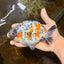 A Grade Tricolor Ranchu Male 5.5 inches #110725RC_14