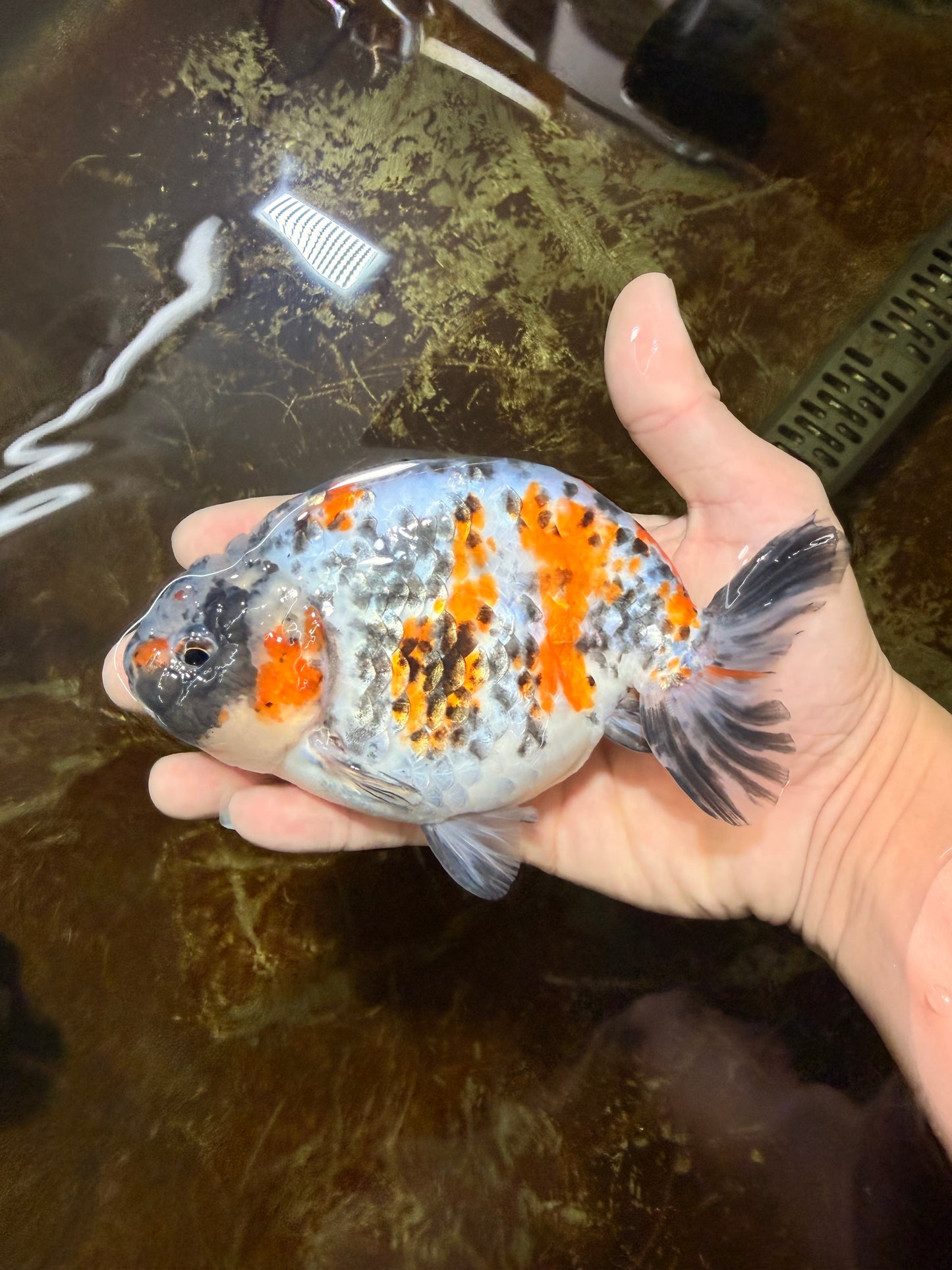A Grade Tricolor Ranchu Male 5.5 inches #110725RC_14