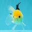 A Grade Panda Button Eyes Oranda Male 5-5.5 inches #031326OR_28