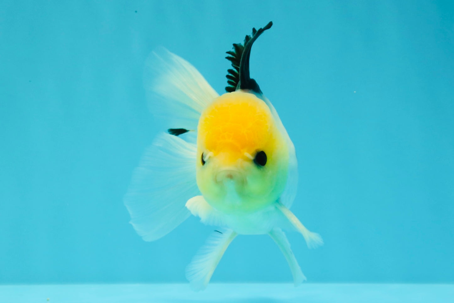 A Grade Panda Button Eyes Oranda Male 5-5.5 inches #031326OR_28