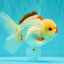 CHICKIE AAA Grade Red White Oranda Male 5-5.5 inches #062626OR_28