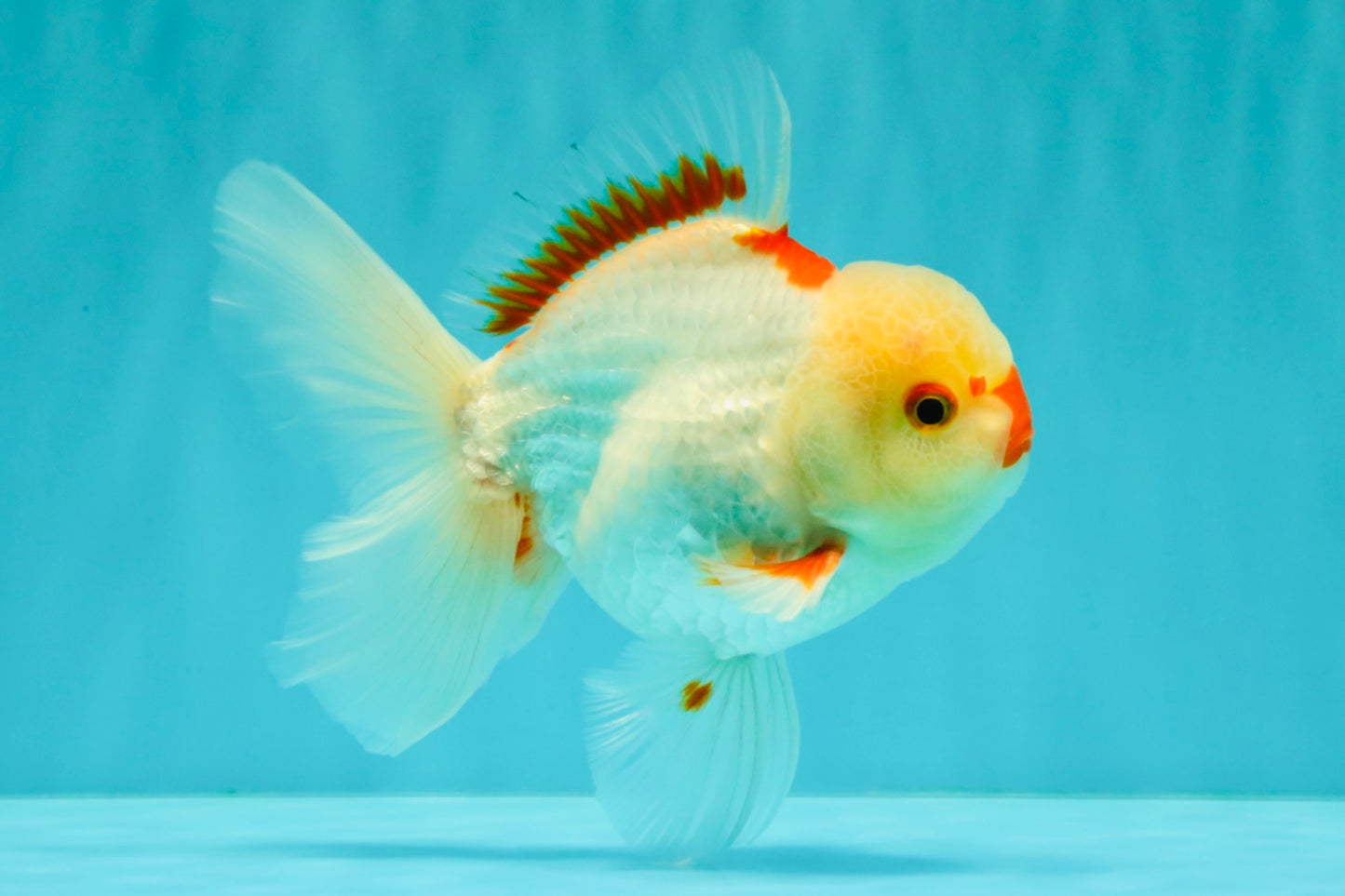 CHICKIE AAA Grade Red White Oranda Male 5-5.5 inches #062626OR_28