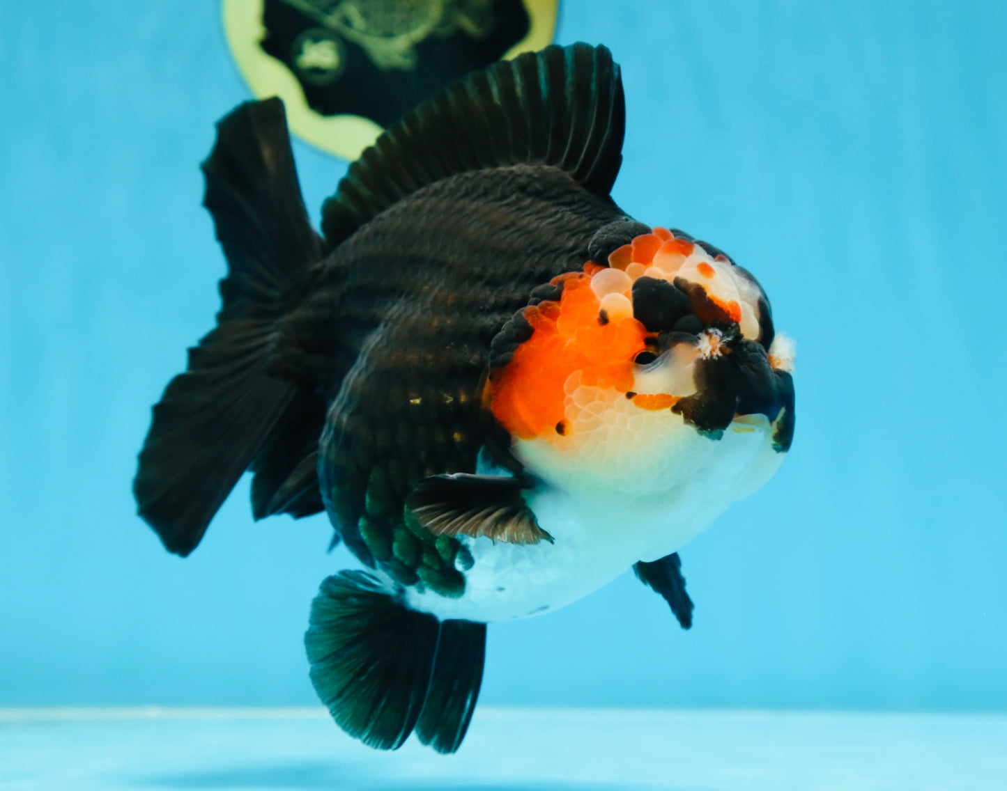 SHOW GRADE UNIQUE Godzilla Tricolor Yuanbao 5.5-6 inches #080825YB_888