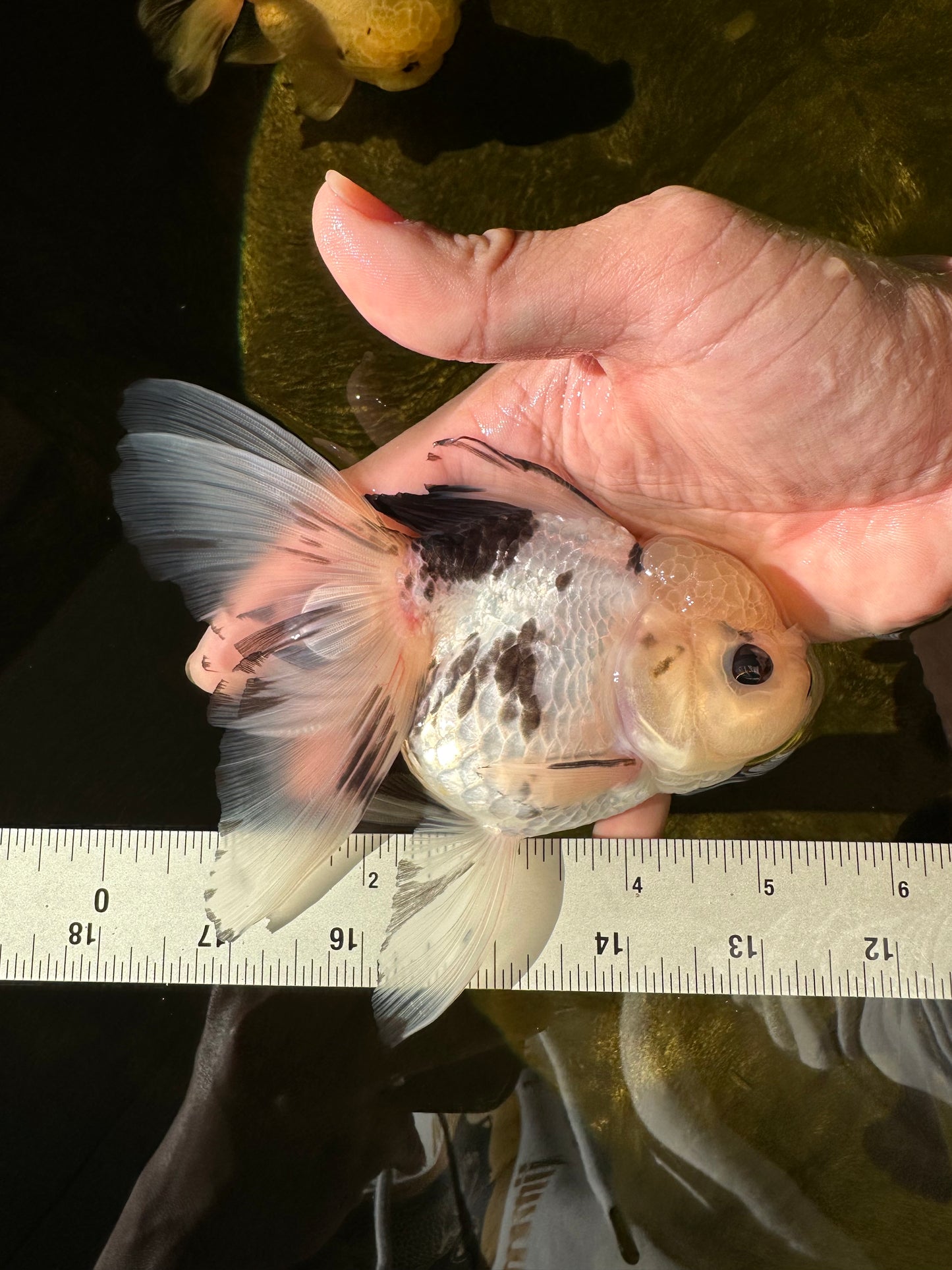 Butterfly Tail High Dorsal Fin Tricolor Oranda Female 5 inches #1018OR_19