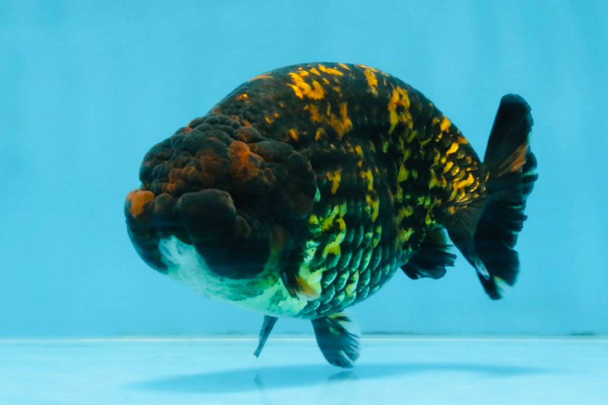 A Grade Tiger LionKing 4.5-5 inches #110725LC_17