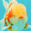 A Grade Lipstick Kohaku Red White Oranda Male 5.5 inches #102326OR_19
