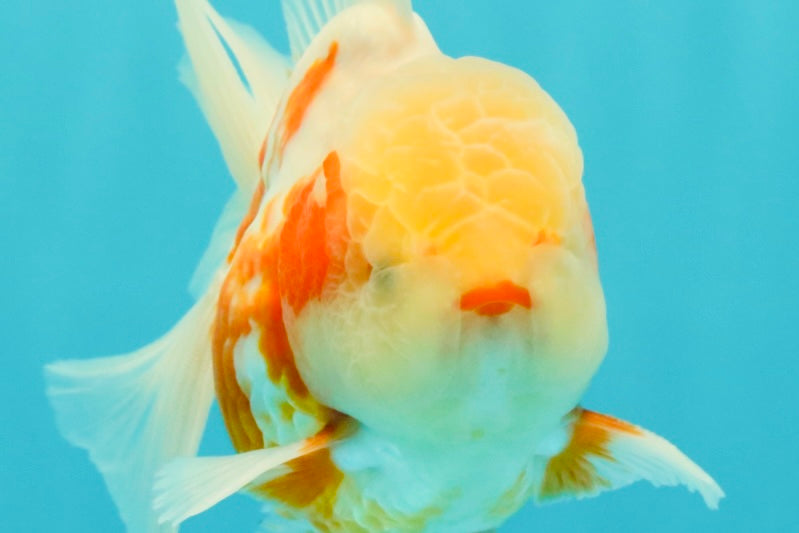A Grade Lipstick Kohaku Red White Oranda Male 5.5 inches #102326OR_19